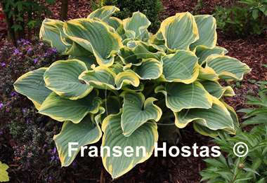 Hosta Most Popular FH Collection 2024
